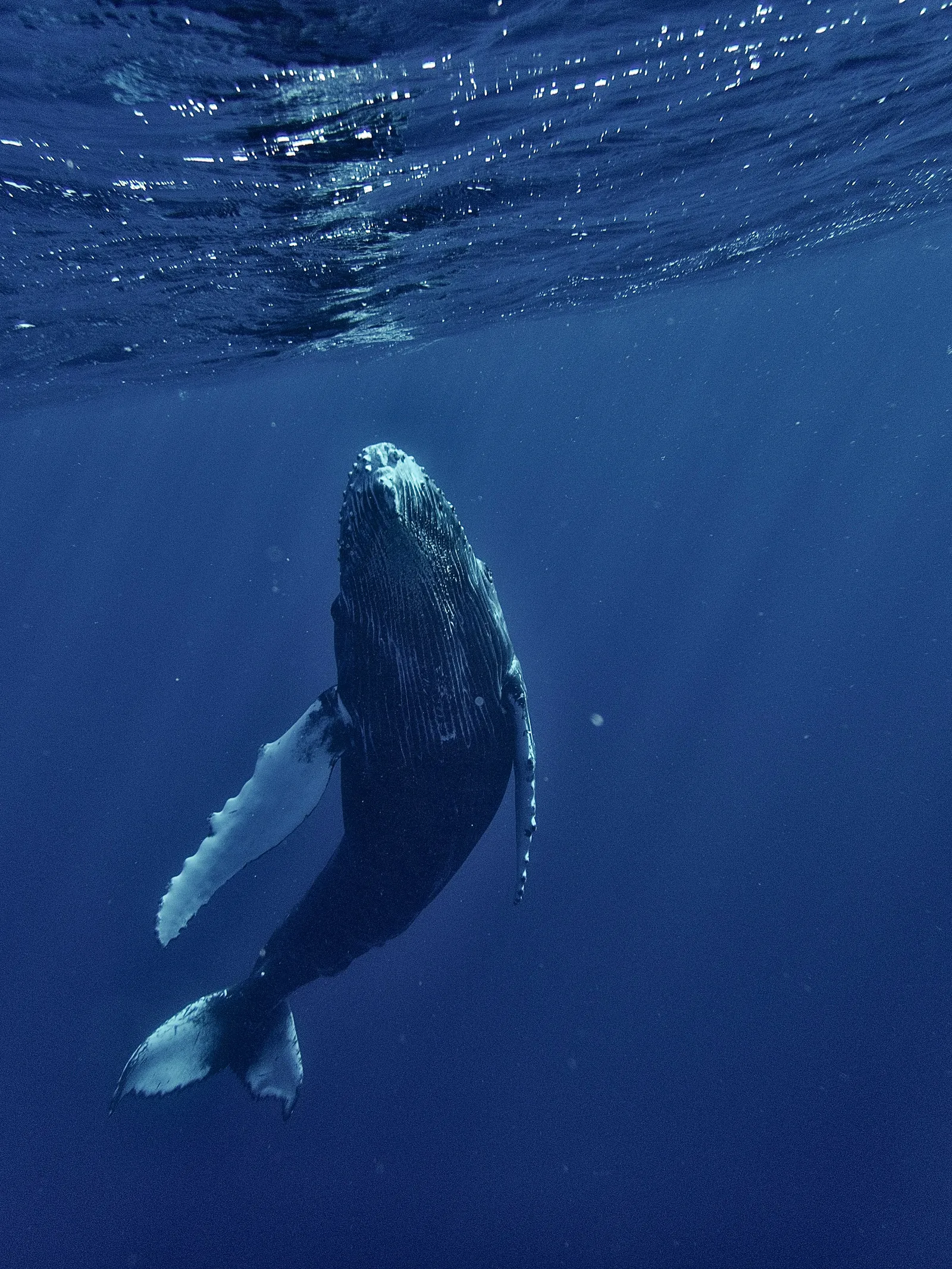 Ballena emergiendo cerca de una embarcación de observación