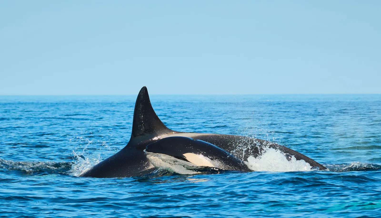Ballena emergiendo frente a una embarcación durante un tour de observación